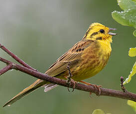 Bruant jaune