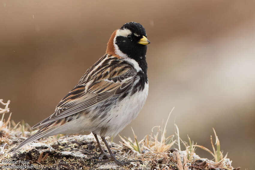 Lapland Longspur male adult breeding, identification