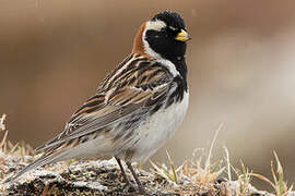 Lapland Longspur