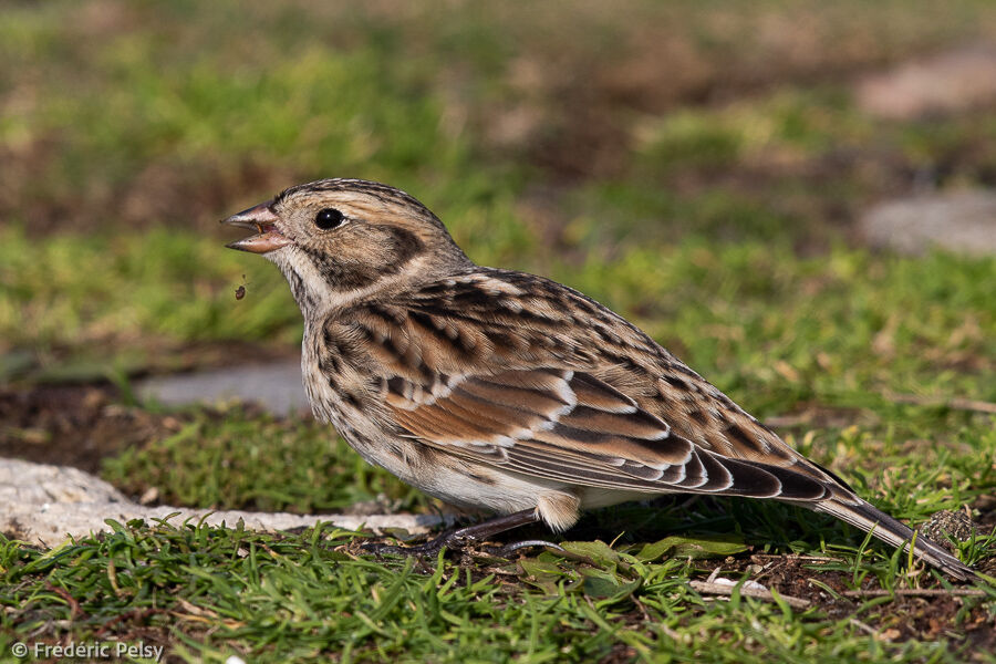 Lapland Longspur