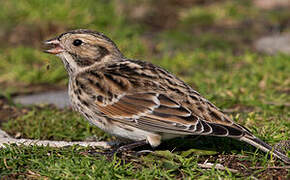 Lapland Longspur