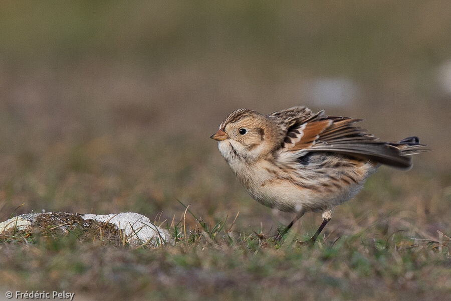 Lapland Longspur