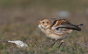 Lapland Longspur