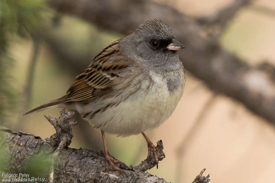 Black-faced Bunting male adult breeding, close-up portrait