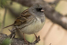 Black-faced Bunting