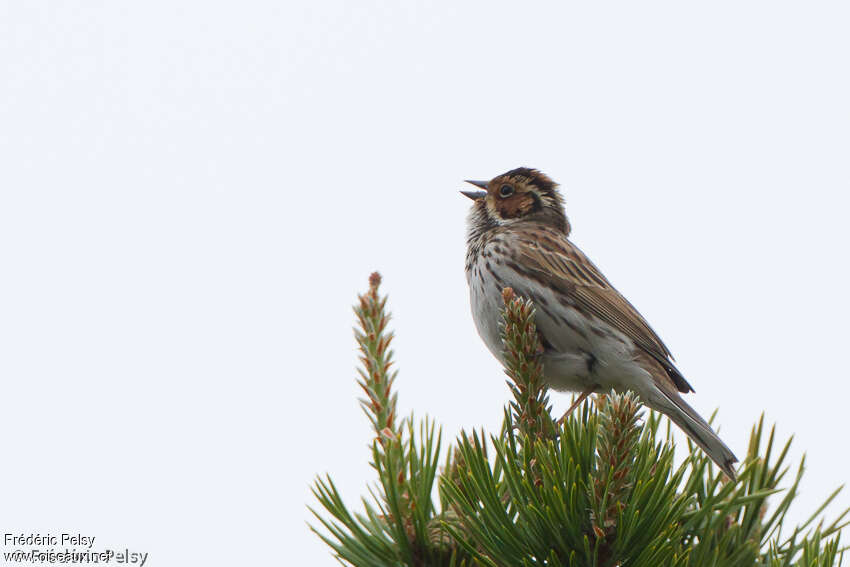 Bruant nain mâle adulte, habitat, chant