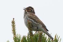 Little Bunting