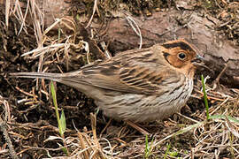 Little Bunting