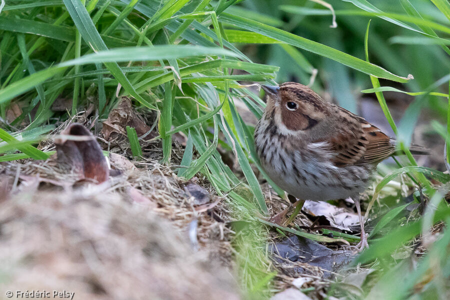 Little Bunting