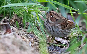 Little Bunting