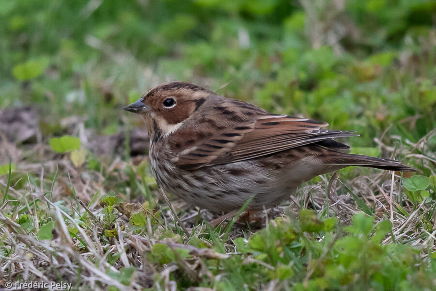 Little Bunting