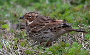 Little Bunting