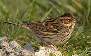 Little Bunting