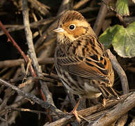 Little Bunting