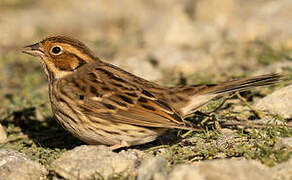 Little Bunting