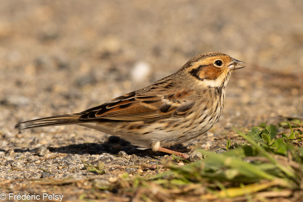 Little Bunting