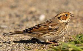 Little Bunting