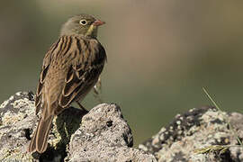 Ortolan Bunting