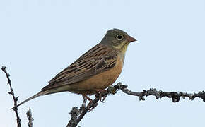 Ortolan Bunting