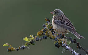 Ortolan Bunting