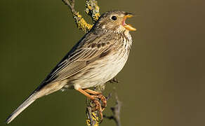 Corn Bunting