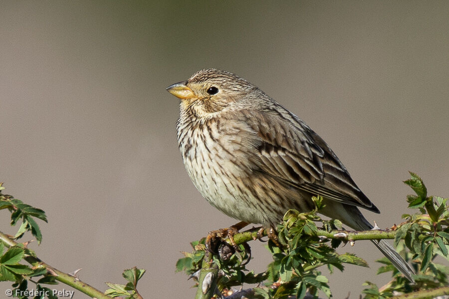 Corn Bunting