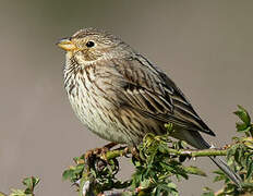 Corn Bunting