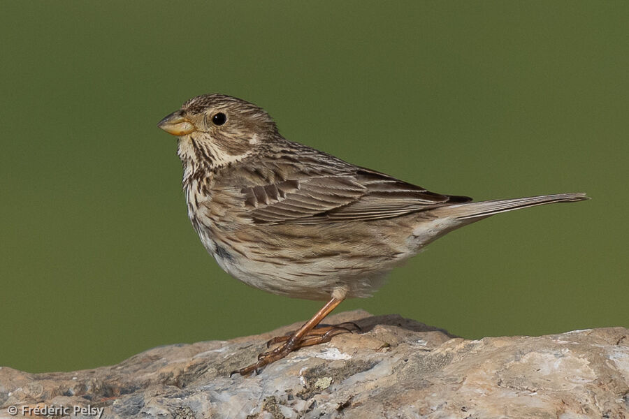 Corn Bunting