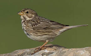 Corn Bunting