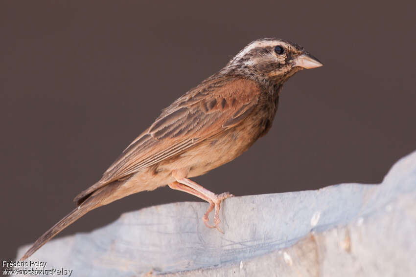 Bruant strioléadulte, identification