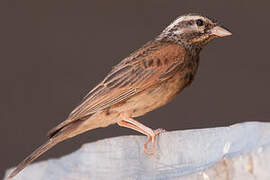 Striolated Bunting