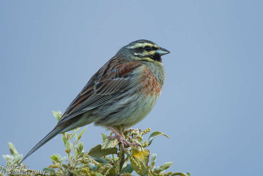 Cirl Bunting male adult, identification