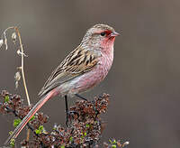 Bruselin de Przewalski