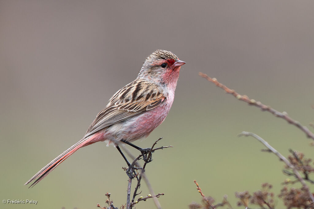 Bruselin de Przewalski