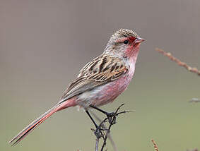 Bruselin de Przewalski