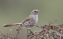 Bruselin de Przewalski