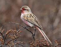 Bruselin de Przewalski