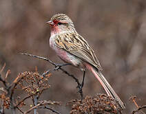 Bruselin de Przewalski