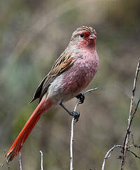 Bruselin de Przewalski