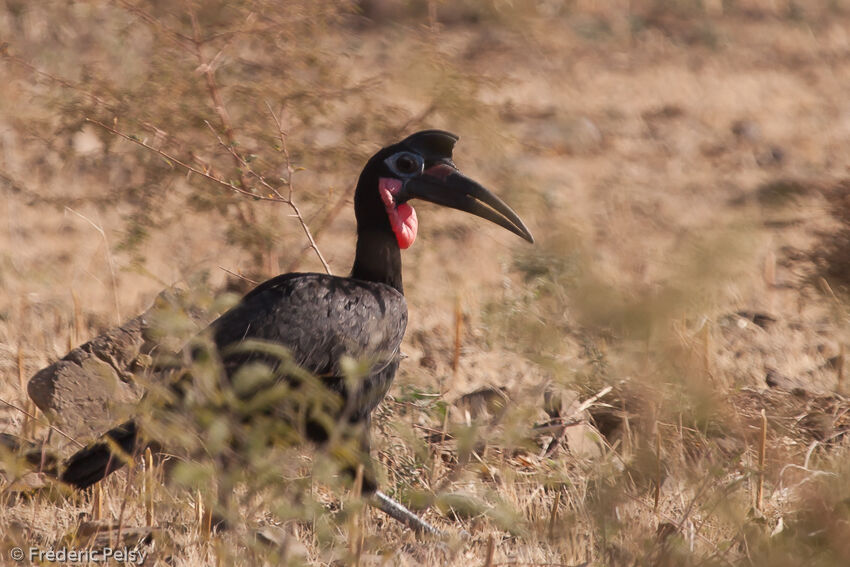 Abyssinian Ground Hornbill male adult, identification