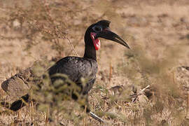 Abyssinian Ground Hornbill