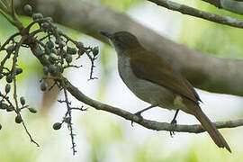 Bulbul à bec grêle