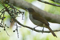Bulbul à bec grêle