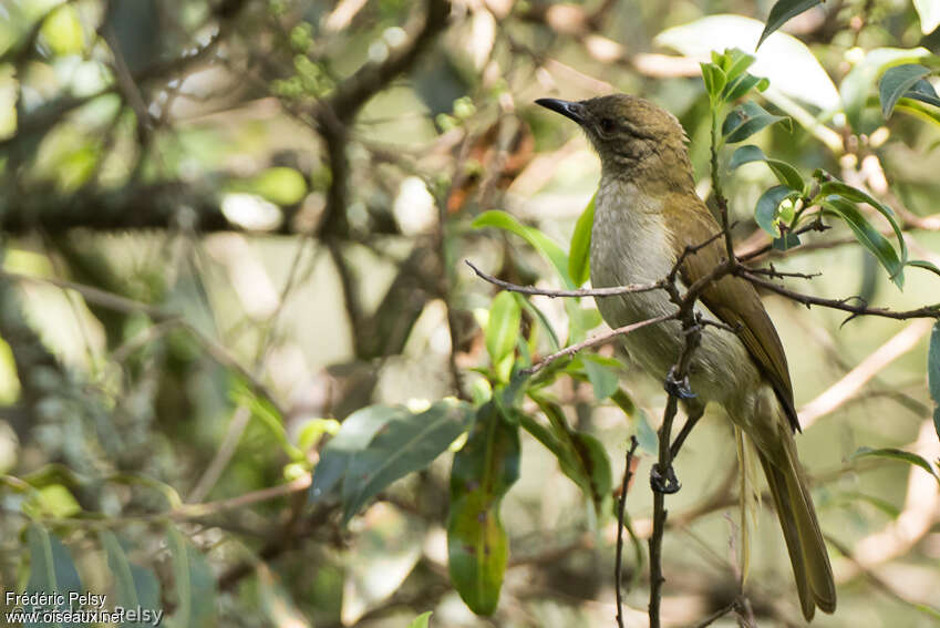 Bulbul à bec grêleadulte, identification