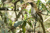 Bulbul à bec grêle