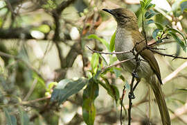 Bulbul à bec grêle