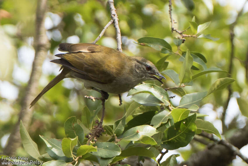 Slender-billed Greenbuladult