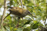 Bulbul à bec grêle