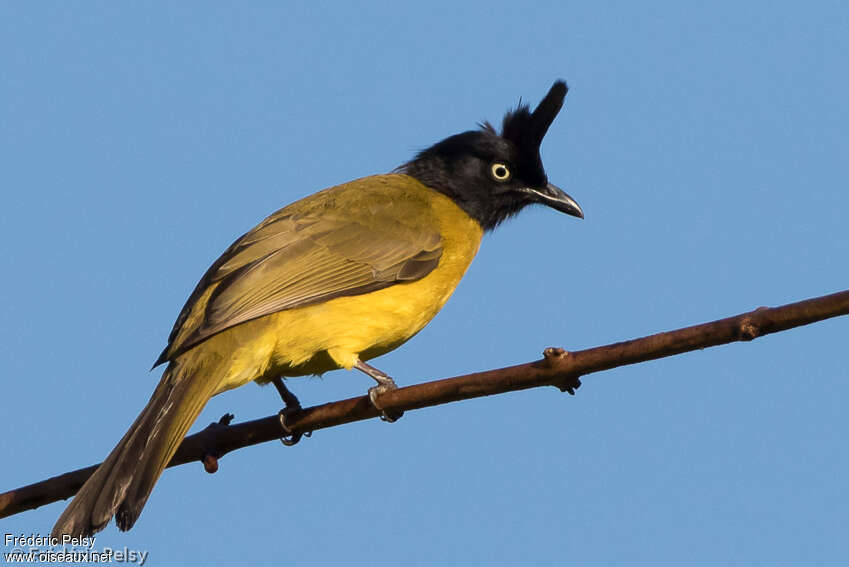 Black-crested Bulbuladult, identification