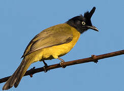 Black-crested Bulbul